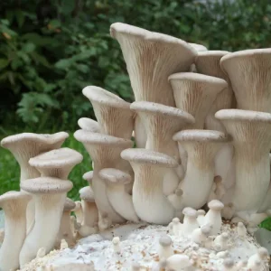 Pre-colonized Mushroom Block