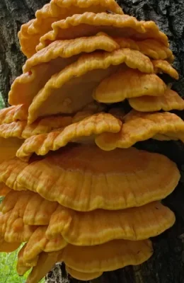 Chicken-of-the-Woods.webp