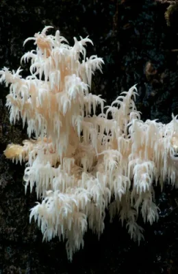 Coral-Tooth.webp