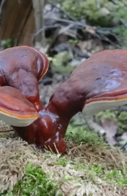 Reishi.webp